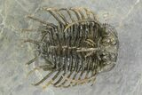 Well Prepared, Spiny Koneprusia Trilobite - Ofaten, Morocco #350531-2